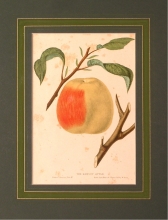 FH 33 - Hawley apple